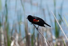 Red winged Blackbird,