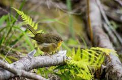 Common Yellowthroated Warbler