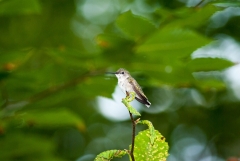 Ruby-throated Humming Bird (female)