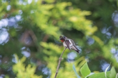Ruby-throated Humming Bird (male)