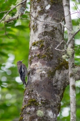 Yellow-bellied Sap Sucker (young)