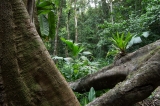 Saladero Rainforest Trail,Piedras Blancas National Park, Costa Rica