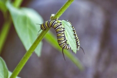 Two Monarch Caterpillars