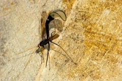 Stump Stabber (Wasp)