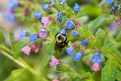 Bee on Lungwort Flower