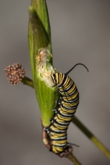 Monarch Butterfly - caterpillar