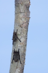 Bats on Tree