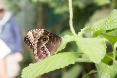 Butterfly Garden,