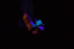 Scorpion (under ultra violet light)