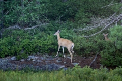 White Tail Deer with fawn