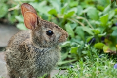 Eastern Cotton Tail