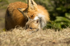 Red Fox and Kit
