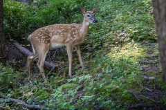 White Tail Deer (fawn),