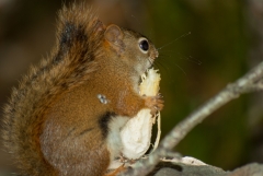 Squirrel Eating Mushroom