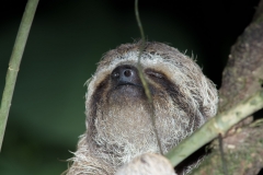 Three-toed Sloth,