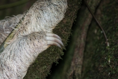 Three-toed Sloth,