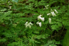 Dutchman's Breeches,