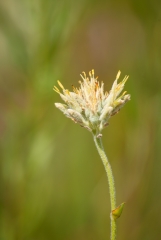 Redroot (in flower)