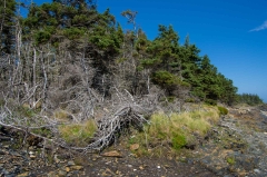 Coastal Forest