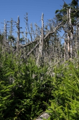 Coastal Forest