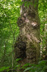 Maple (Old Growth Forest)