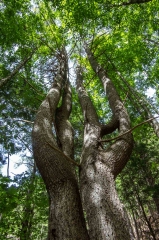 Old Growth Forest