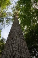 Old Growth Forest