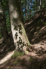 Old Growth Forest