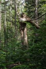 Old Growth Forest