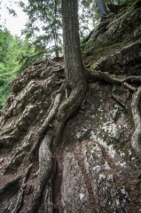 Old Growth Forest