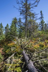 Chebogue Meadows Wildlife Forest, Yarmouth, NS