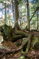 Cedar Roots (trail to High Falls)