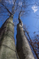 Beech (Old Growth Forest)