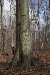 Beech (Old Growth Forest)