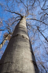 Beech (Old Growth Forest)