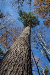 Pine (Old Growth Forest)