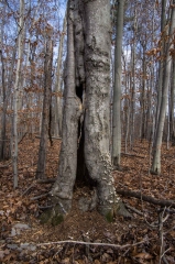 Beech (Old Growth Forest)