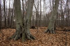 Beech (Old Growth Forest)