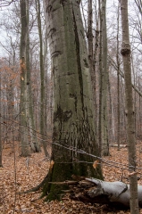 Largest Beech Tree in Ontario