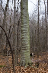 Beech (Old Growth Forest)