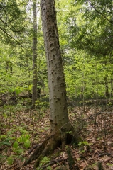 Beech (with Bark Disease)