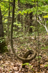 Twisted tree