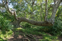 Hiking Trail