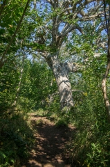 Hiking Trail