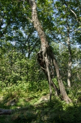 Hiking Trail