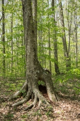 Silver Birch