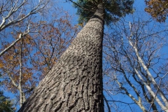 Pine (Old Growth Forest)