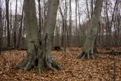 Beech (Old Growth Forest)