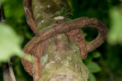 Vine  (tied itself around tree)