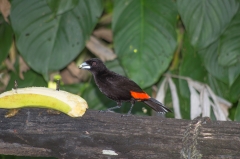 Scarlet rumped tanager
